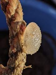Ascidiella aspersa