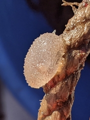 Ascidiella aspersa