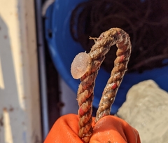 Ascidiella aspersa
