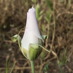 Calochortus venustus