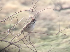 Chondestes grammacus