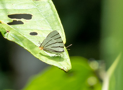 Arawacus leucogyna
