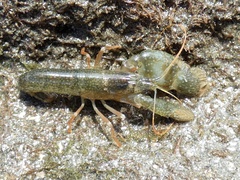 Alpheus galapagensis