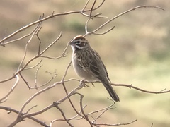 Chondestes grammacus