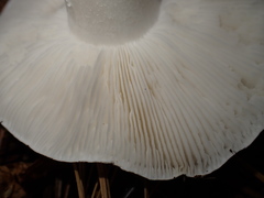 Tricholoma columbetta