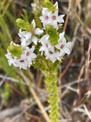 Epacris pulchella
