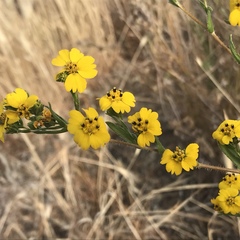 Deinandra fasciculata