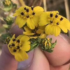 Deinandra fasciculata