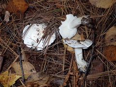 Tricholoma columbetta