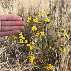 Deinandra fasciculata