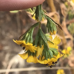 Deinandra fasciculata