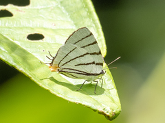 Arawacus leucogyna