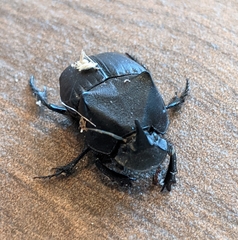 Phanaeus triangularis