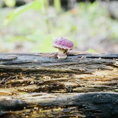 Pholiota polychroa