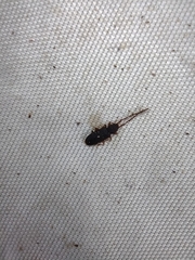 Uleiota planata
