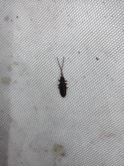 Uleiota planata