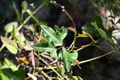 Phaseolus filiformis