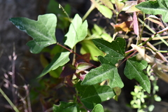 Phaseolus filiformis