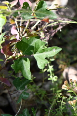 Phaseolus filiformis