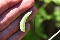 Phaseolus filiformis