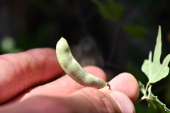 Phaseolus filiformis