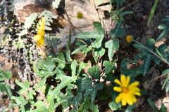 Phaseolus filiformis