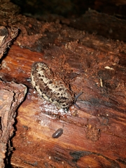 Philomycus carolinianus