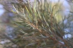 Hakea arborescens