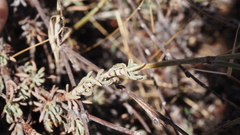 Eriogonum wrightii membranaceum