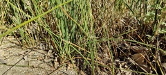 Juncus textilis