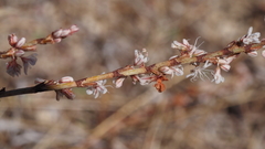 Eriogonum wrightii membranaceum