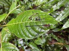 Teinopodagrion
