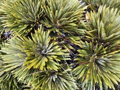 Aciphylla crosby-smithii