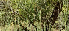 Juncus textilis