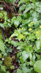 Thaspium trifoliatum