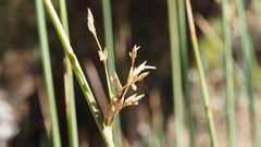 Juncus textilis