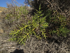Colletia hystrix