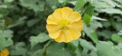 Abutilon indicum