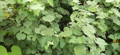 Abutilon indicum