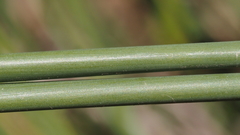 Juncus textilis