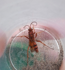 Tachypompilus mendozae