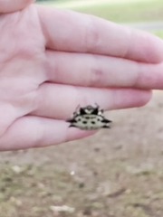 Gasteracantha cancriformis