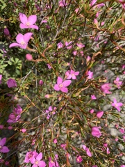 Boronia filifolia