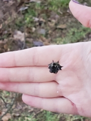 Gasteracantha cancriformis