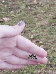 Gasteracantha cancriformis