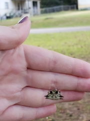 Gasteracantha cancriformis