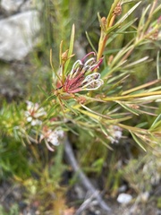 Grevillea linearifolia