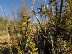 Berberis glomerata