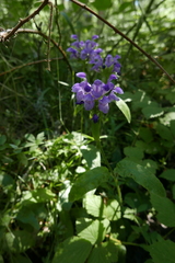 Prunella grandiflora