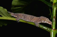 Eurydactylodes symmetricus